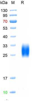 Recombinant human IL-22 protein, C-His (HEK293)