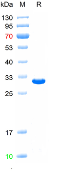 Recombinant human Complement C3d fragment protein, C-His