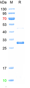 Recombinant human ATAD3A protein, N-His