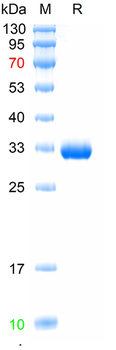 Recombinant mouse IgG3 Fc protein, (HEK293)