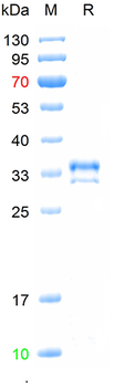 Recombinant mouse IgG1 Fc protein, (HEK293)