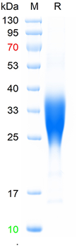 Recombinant human IL-13, His (HEK293)