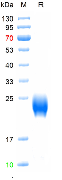 Recombinant human CGA protein, His (HEK293)