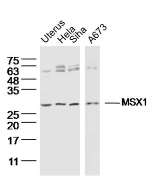 MSX1 Rabbit Polyclonal Antibody