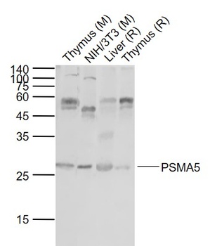 Proteasome 20S alpha 5 antibody