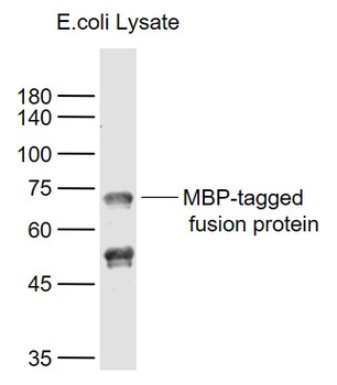MBP tag Rabbit Polyclonal Antibody