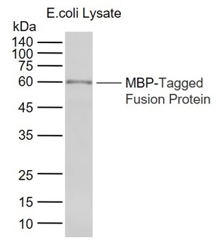 Maltose Binding Protein antibody