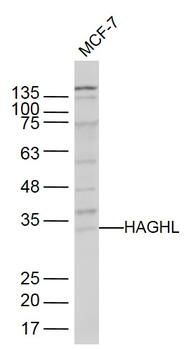 HAGHL Rabbit Polyclonal Antibody