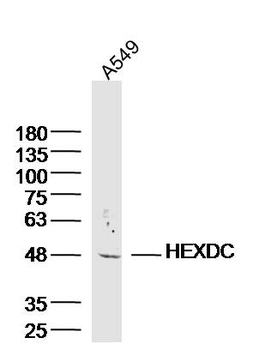 HEXDC Rabbit Polyclonal Antibody