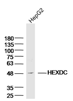 HEXDC Rabbit Polyclonal Antibody