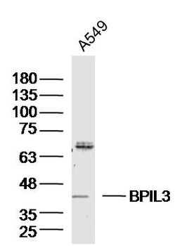 BPIL3 Rabbit Polyclonal Antibody