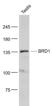 BRD1 Rabbit Polyclonal Antibody