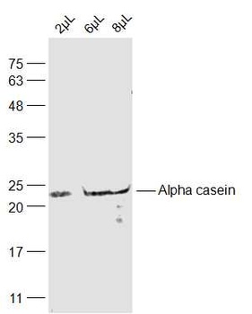 Casein antibody