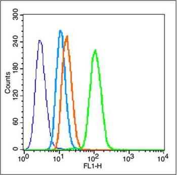 BTBD7 Rabbit Polyclonal Antibody