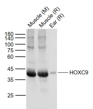 HOXC9 Rabbit Polyclonal Antibody