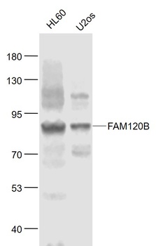 FAM120B antibody