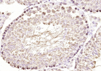 TEF4 Rabbit Polyclonal Antibody