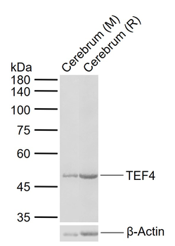 TEF4 Rabbit Polyclonal Antibody