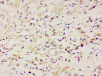 Aquaporin 5 Rabbit Polyclonal Antibody