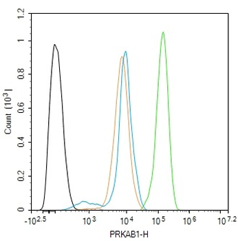 AMPK beta 1/PRKAB1 Rabbit Polyclonal Antibody