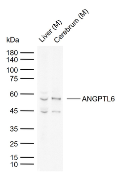 ANGPTL6 Rabbit Polyclonal Antibody