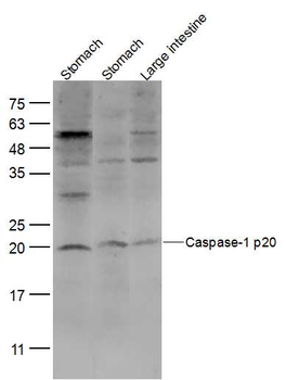 Caspase-1 p20 Rabbit Polyclonal Antibody