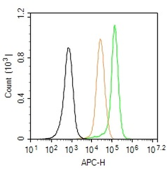 CDK2 Rabbit Polyclonal Antibody