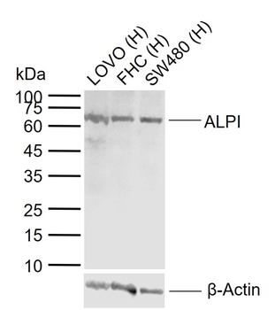 Intestinal alkaline phosphatase antibody