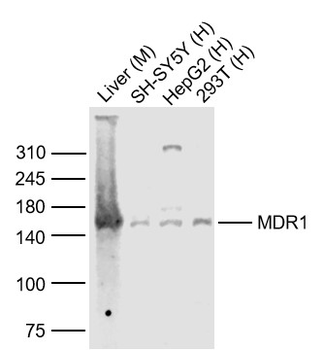 MDR1 Rabbit Polyclonal Antibody