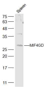 MIF4GD Rabbit Polyclonal Antibody