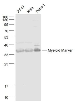 Myeloid Marker Rabbit Polyclonal Antibody