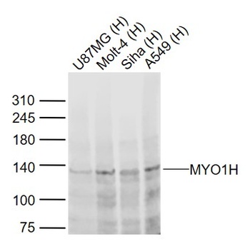 MYO1H antibody