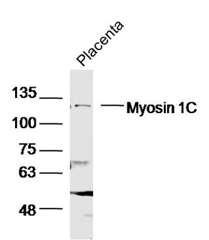 Myosin 1C Rabbit Polyclonal Antibody