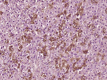 NAGA Rabbit Polyclonal Antibody