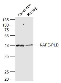 NAPE-PLD Rabbit Polyclonal Antibody