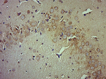 NAPG Rabbit Polyclonal Antibody