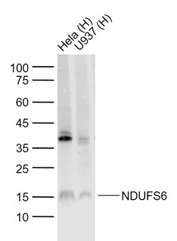 NDUFS6 antibody