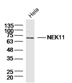 NEK11 Rabbit Polyclonal Antibody