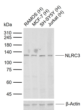 NLRC3 Rabbit Polyclonal Antibody