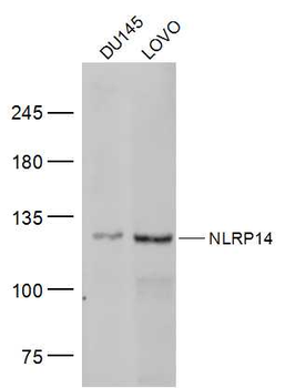 NLRP14 Rabbit Polyclonal Antibody