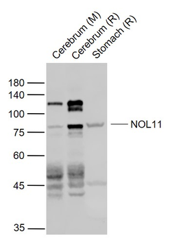 NOL11 Rabbit Polyclonal Antibody