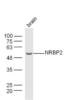 NRBP2 Rabbit Polyclonal Antibody