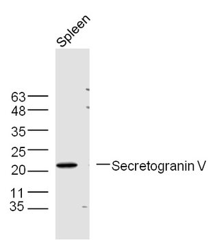 Secretogranin V Rabbit Polyclonal Antibody
