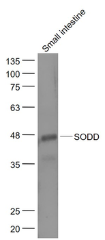 SODD Rabbit Polyclonal Antibody