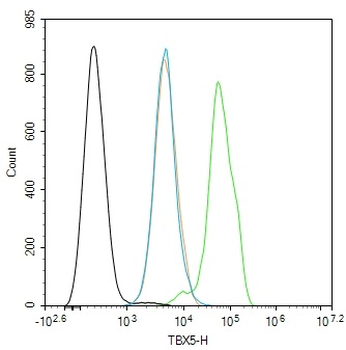 TBX5 Rabbit Polyclonal Antibody