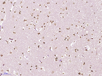 ZFPL1 Rabbit Polyclonal Antibody