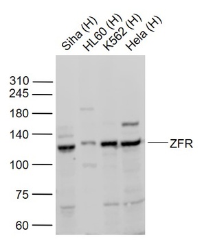 ZFR antibody