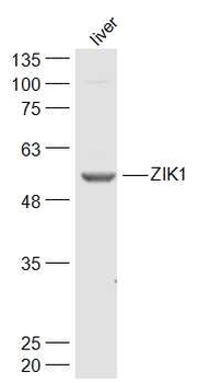 ZIK1 Rabbit Polyclonal Antibody