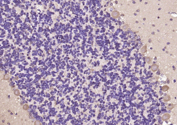 GPRIN3 Rabbit Polyclonal Antibody