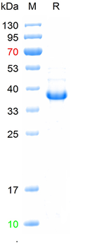Recombinant human DMP1 protein